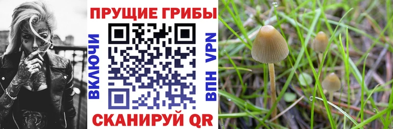 Псилоцибиновые грибы Cubensis  Соль-Илецк 